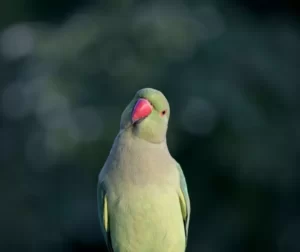 Parrot fever