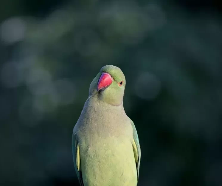 Parrot fever